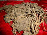 Kumar Sharma  Global & Herbal Enterprises