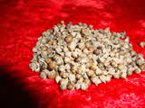 Kumar Sharma  Global & Herbal Enterprises