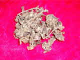 Kumar Sharma  Global & Herbal Enterprises