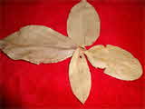 Kumar Sharma  Global & Herbal Enterprises
